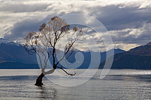 Autumn willow tree in Lake Wanaka, New Zealand