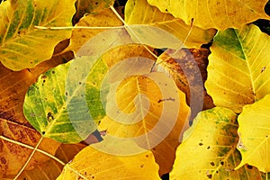 Autumn wilt yellow Bo leaf heap on the floor