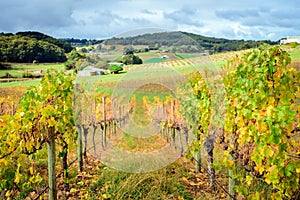 Autumn Wine valley