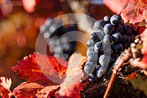 Autumn in wineyard