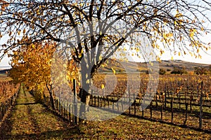 Autumn in wineyard near Jois in eastern Austria