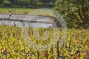 Autumn wineyards in St. Emilion. Agriculture industry in Aquitaine. France