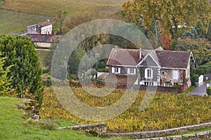 Autumn wineyards in St. Emilion. Agriculture industry in Aquitaine. France