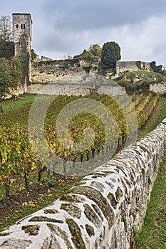 Autumn wineyards in St. Emilion. Agriculture industry in Aquitaine. France