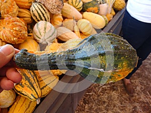 Autumn wings, Cucurbita pepo