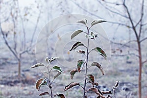 Autumn and winter garden with frost-covered apple leaves on a tree in the fog