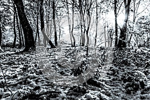 Autumn-winter landscape, rays of the rising sun and the first snow in the morning autumn forest