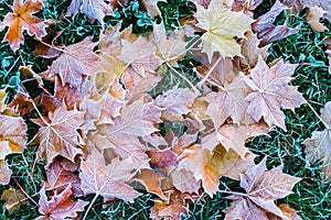 Autumn/Winter Leaves Covered In Early Morning Ground Frost