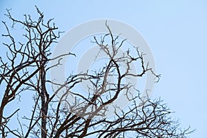 Autumn or winter tree branches without leaves against a clear blue sky