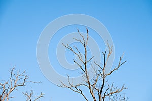 Autumn or winter tree branches without leaves against a clear blue sky