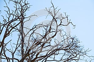 Autumn or winter tree branches without leaves against a clear blue sky