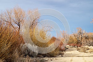 Autumn winter trees in desert valley landscape dirt road Eastern Sierra Nevada California