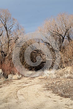 Autumn winter trees in desert valley landscape of Eastern Sierra Nevada California