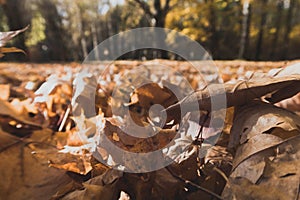 Autumn withered leaves on the ground, oak foliage against blue sky, selective focus, blurred bokeh background. Vibrant stock