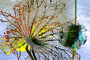 Autumn, withered lotus leaf residue.