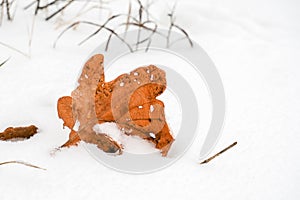 Autumn withered oak leaf lying on the snow. First snowfall, late autumn, early winter.