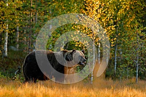 Jesenné drevo s medveďom. Krásny hnedý medveď kráčajúci okolo jazera s jesennými farbami. Nebezpečný živočích v prírodnom prostredí lúk. Wi