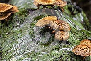 Autumn wood-destroying fungi on the fall in Wisconsin