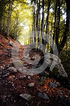 Autumn wood pathway