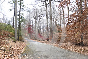 Autumn wooded Path