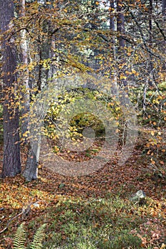 Autumn woodland at Anagach woods in Grantown on Spey