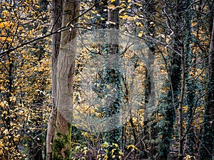 Autumn woodland with ivy covered trees and bark textures