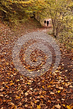 Autumn woodland path