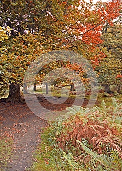 Autumn Woodland Path