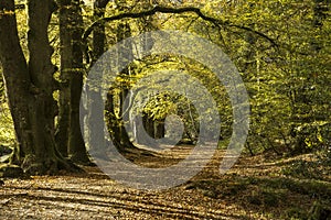 Autumn woodland path , golitha, cornwall, uk