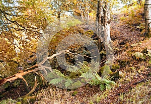 Autumn woodland scene with a hillside path between trees with orange leaves and ferns with fallen branches and moss covered rocks