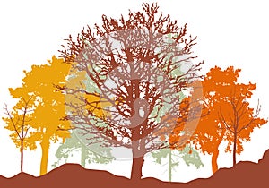 Autumn woodland, silhouette of bare tree, trees with leaves and pines. Beautiful nature, landscape. Vector illustration