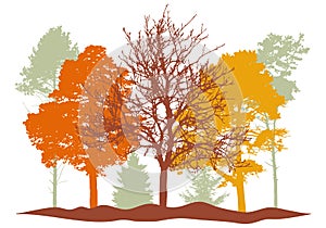 Autumn woodland, silhouette of bare tree, trees with leaves and spruces tree and pines. Beautiful nature, landscape. Vector