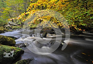 Autumn woodland stream