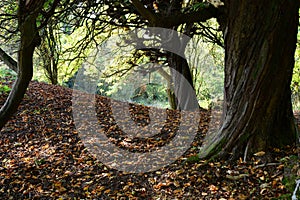 Autumn. The woodland walks up the Welsh Mountains in Abergavenny