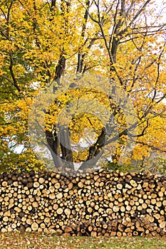 Autumn Woodpile