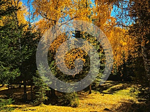 Autumn Woods in Baihaba village in Xinjiang, China