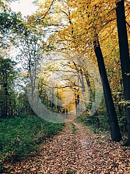 Autumn woods. Beautiful golden trees and path way in fall leaves in sunny warm forest. Oak and hornbeam yellow and green trees.