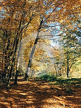 Autumn woods. Beautiful yellow and green trees and path way in fall leaves in sunny warm forest. Autumnal background. Oak and