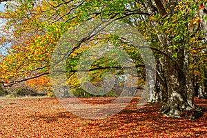 Autumn in the woods of Canfaito park, Italy photo