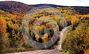 Autumn woods dirt road