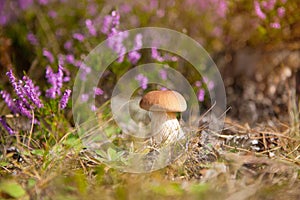 Autumn woods with mushrooms