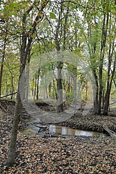 Autumn Woods With Yellow Maple Trees And Creek