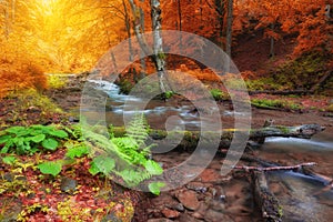 Autumn woods with yellow trees foliage and creek in mountain