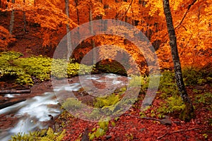 Autumn woods with yellow trees foliage and creek in mountain