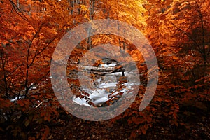 Autumn woods with yellow trees foliage and creek in mountain