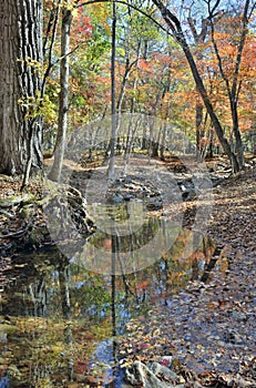 Autumn woodsy river 5
