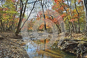 Autumn woodsy river 9