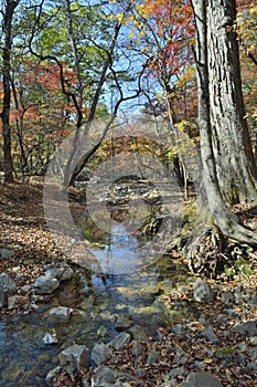 Autumn woodsy river 1 photo