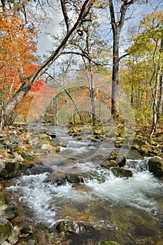 Autumn woodsy river 10