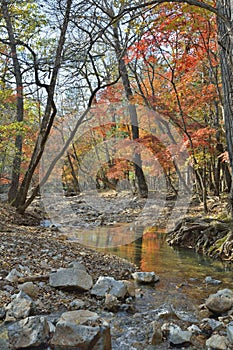 Autumn woodsy river 8 photo